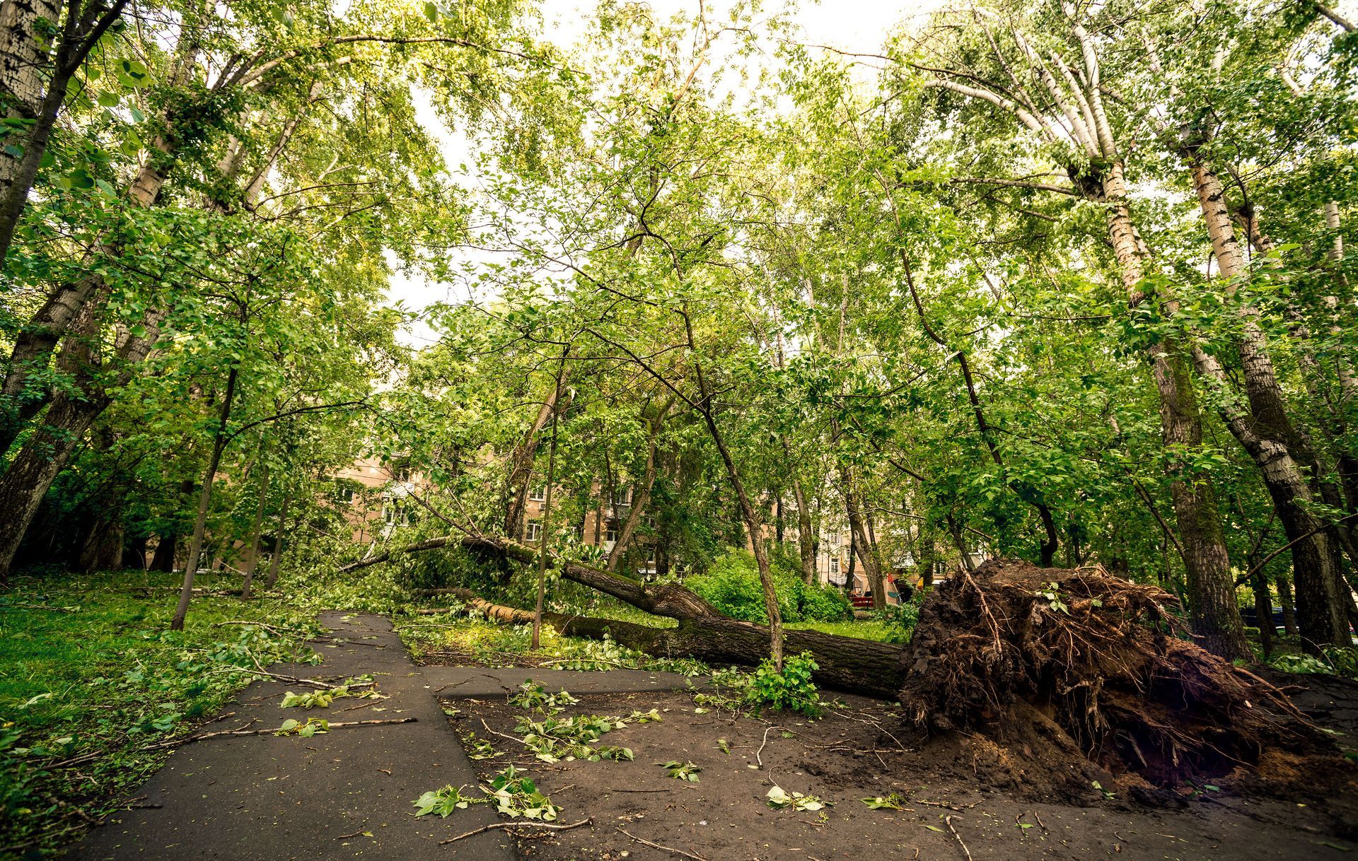 local tree care services