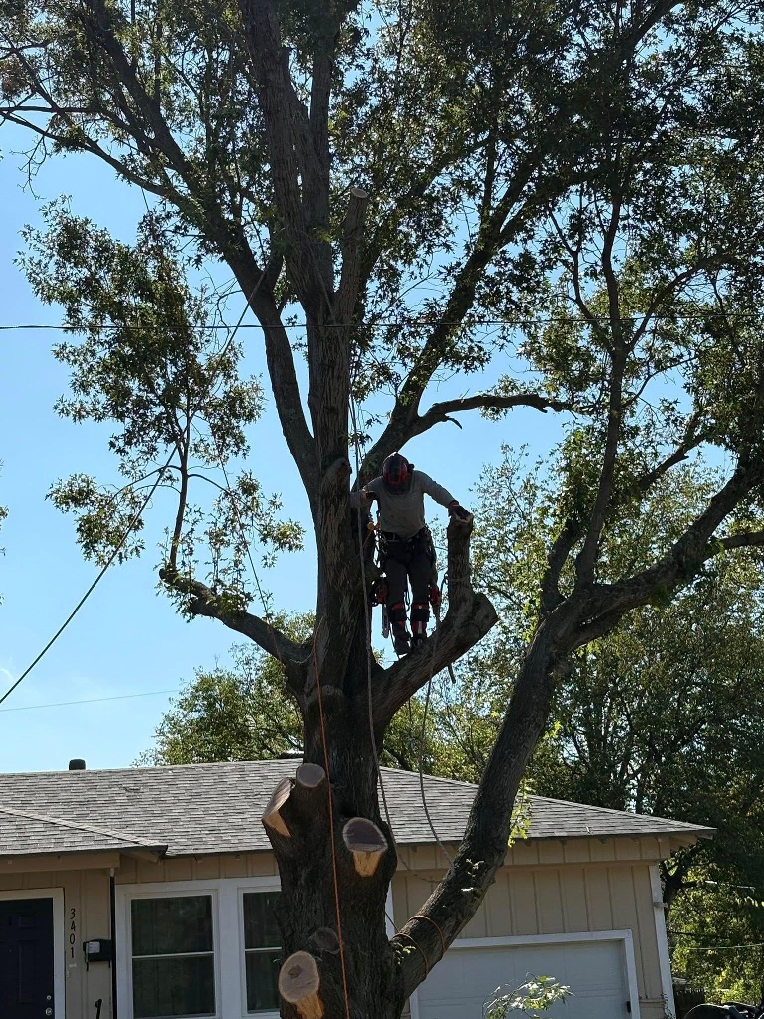 A tree trimmer in a tree, cutting branches near a house, sunny day.
