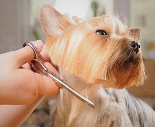 Mobile Pet Grooming | Staten Island, NY