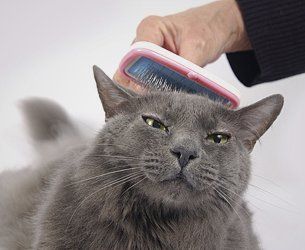 cat grooming brooklyn