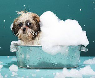 mobile dog grooming brooklyn