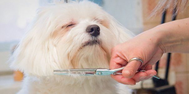 professional mobile pet grooming services