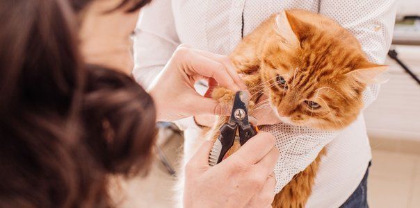 cat claw clipping service