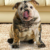 Pet stain removal service