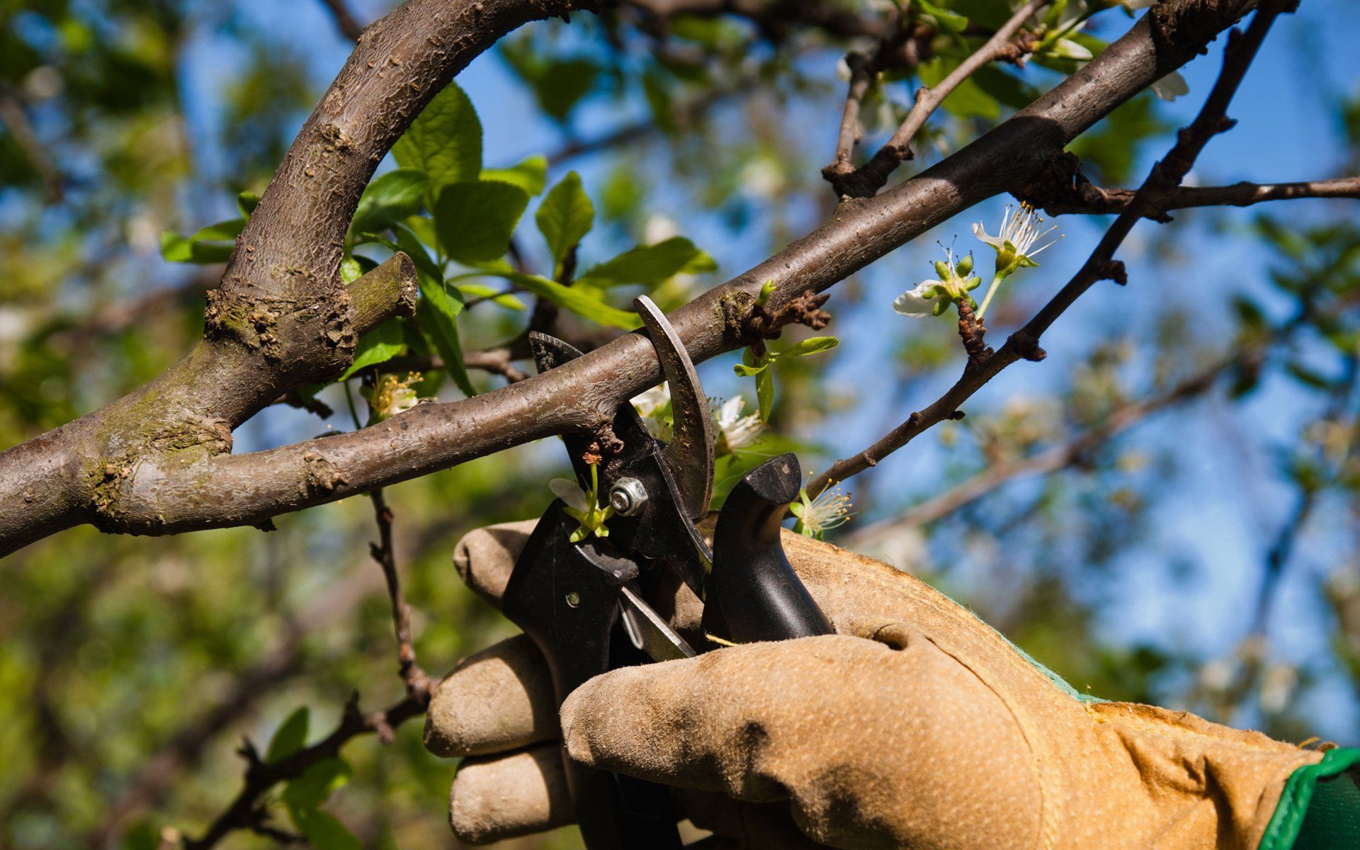 Pruning and Trimming