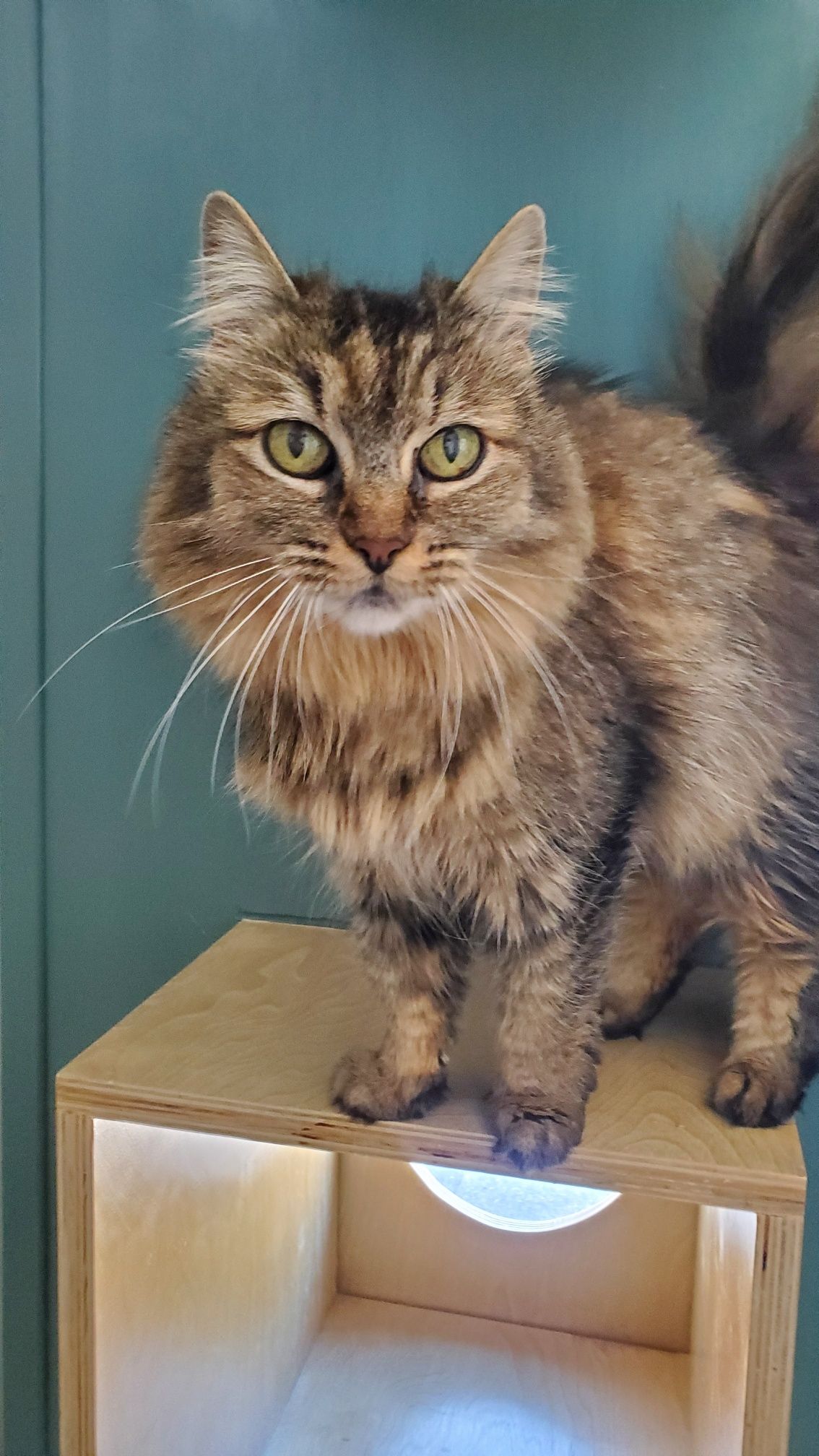 A fluffy cat is standing on top of a wooden box