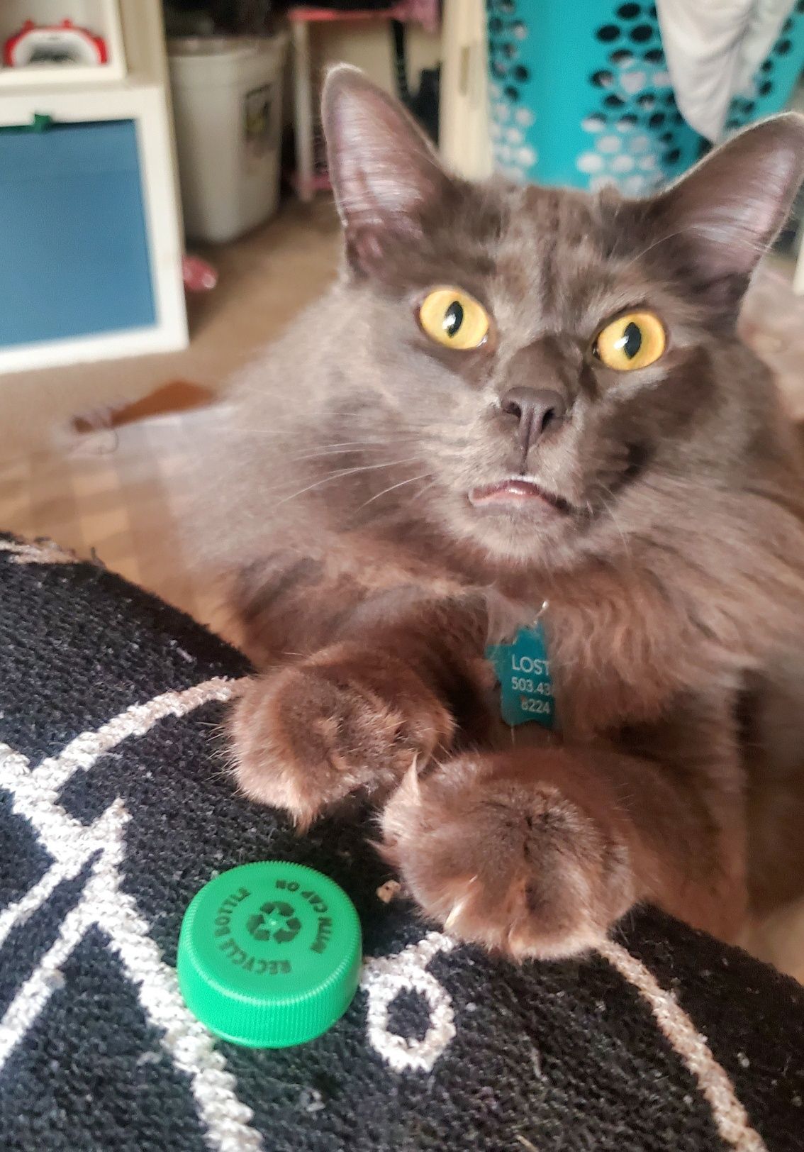 A cat is laying on a rug next to a green bottle cap