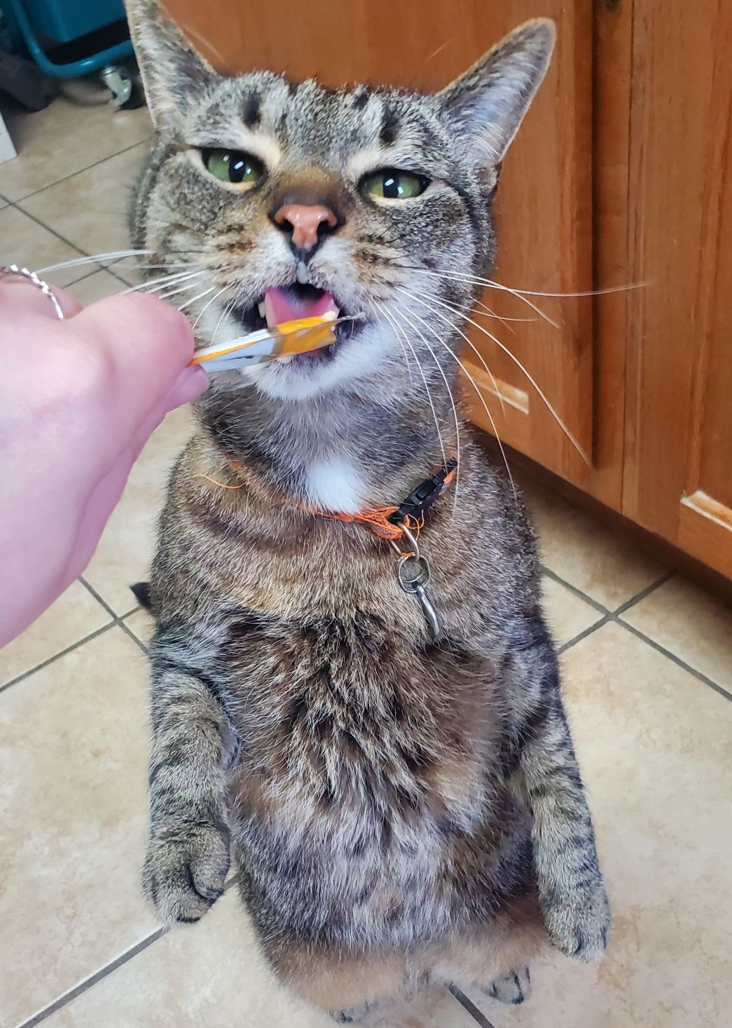 A cat is eating a piece of food from a person's hand