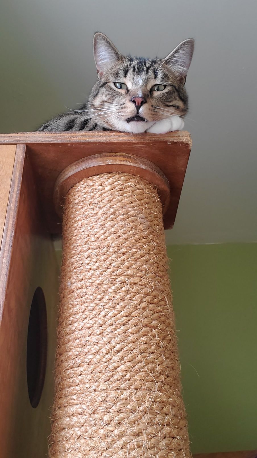 A cat is sitting on top of a cat tree