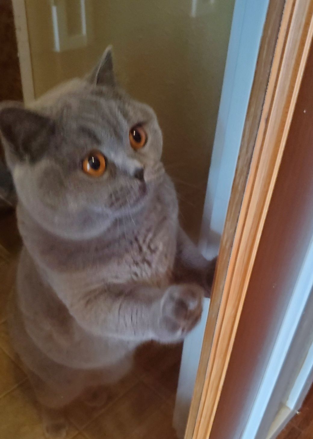 A gray cat with orange eyes is standing next to a door