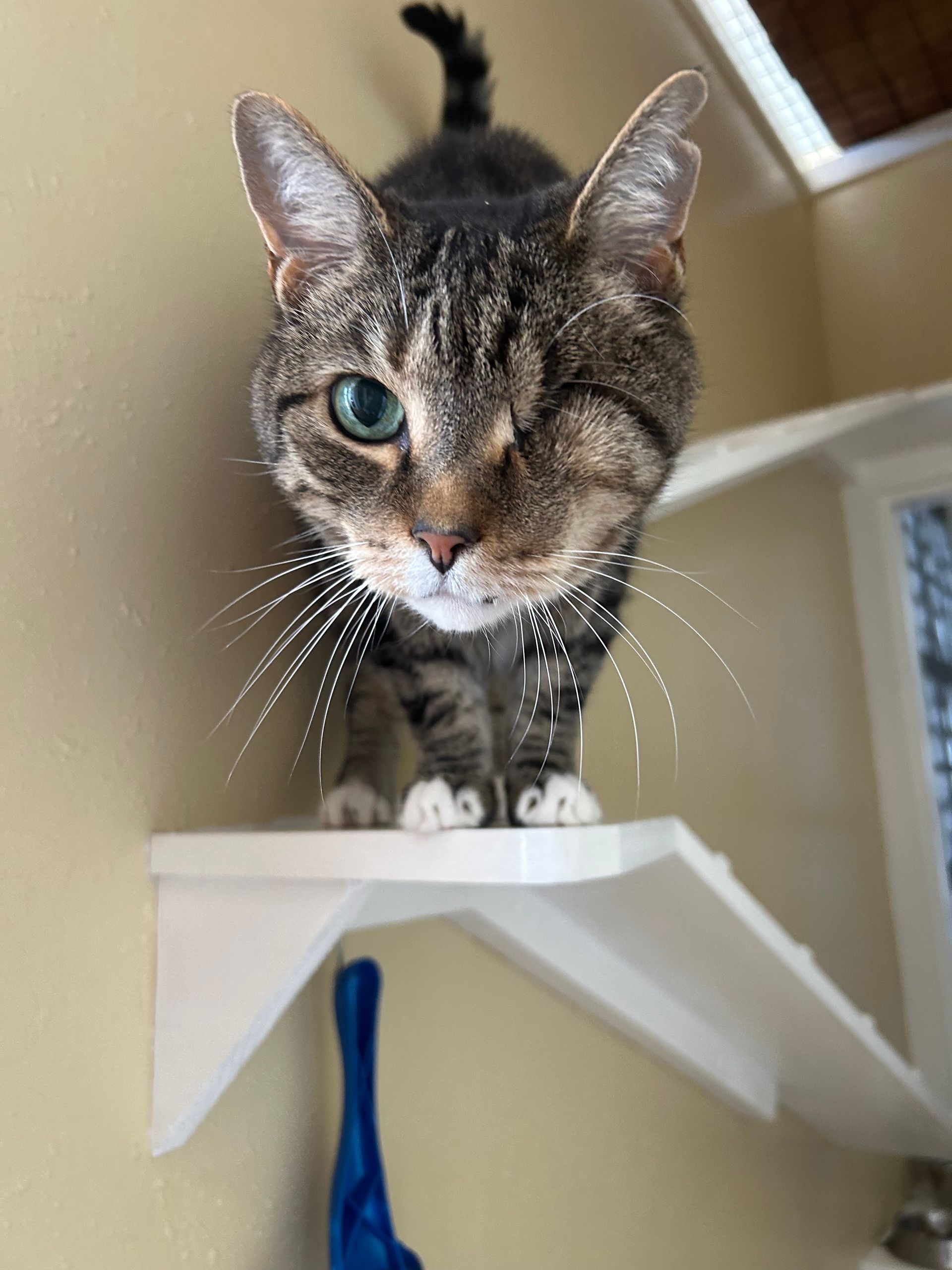 A cat is standing on a white shelf and looking at the camera