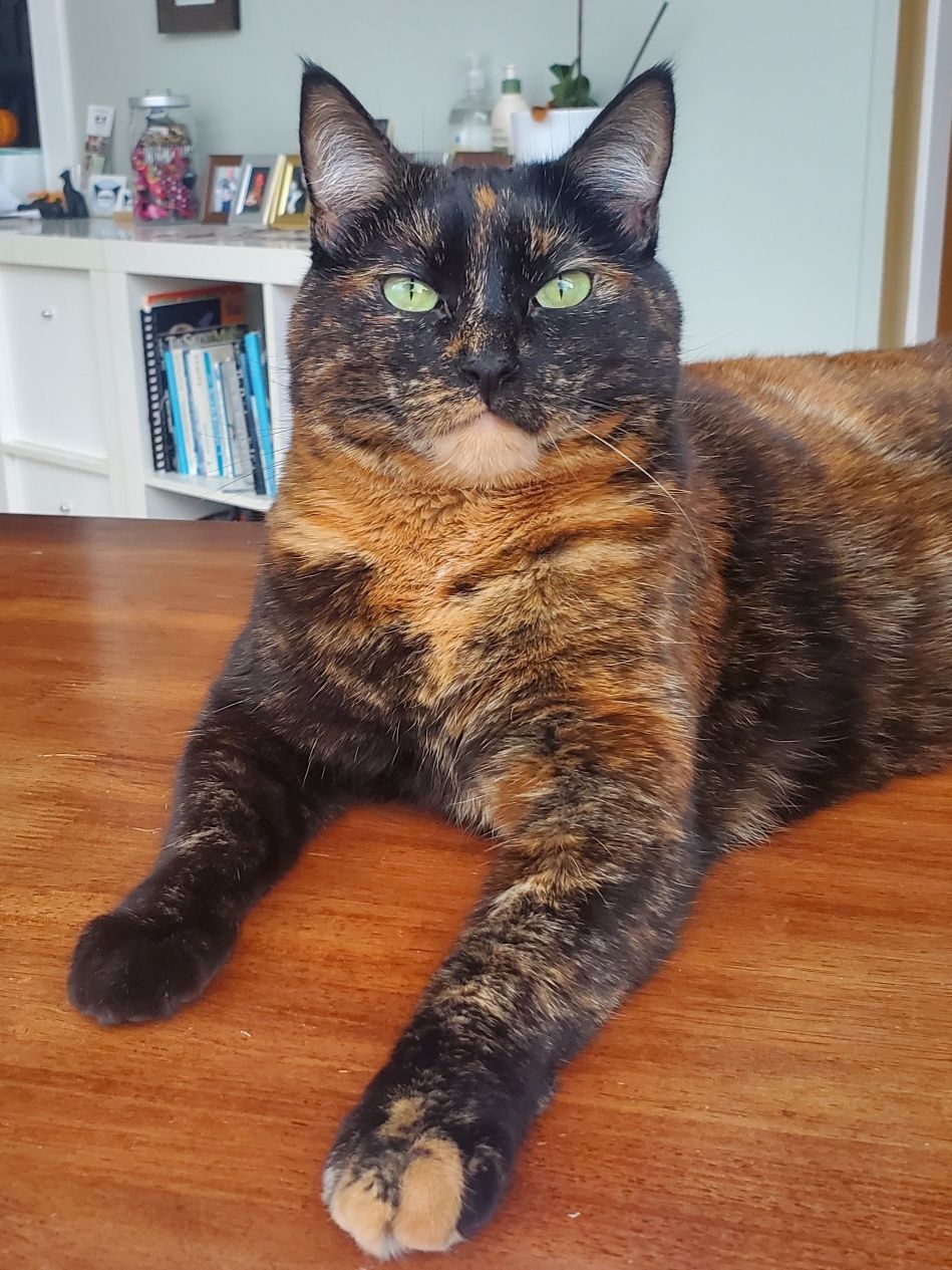 A cat with green eyes is laying on a wooden table