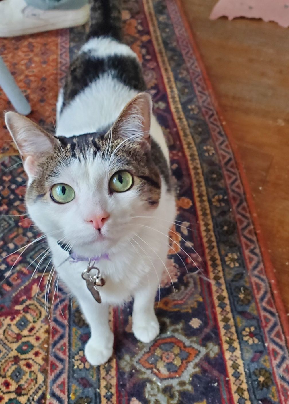 A cat is standing on a rug and looking up at the camera