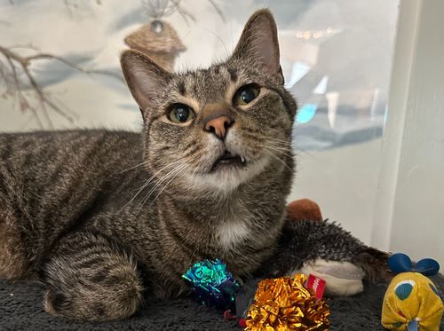 Meowhaus