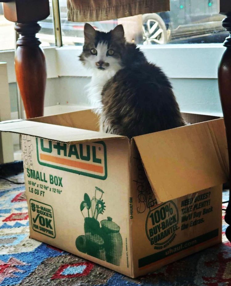 A cat is sitting in a small U-haul box