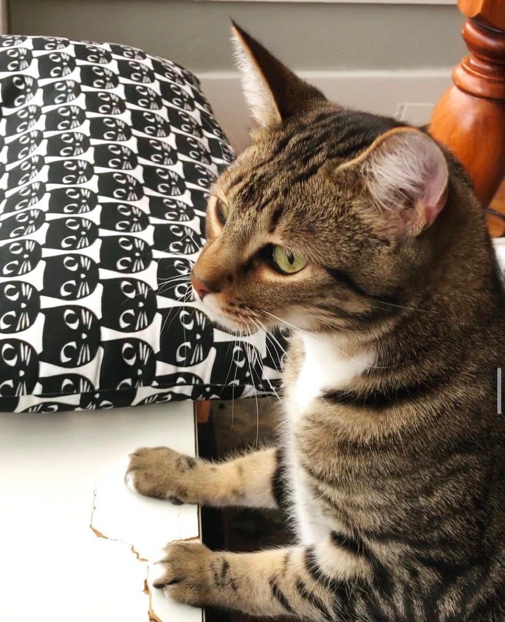 A cat sitting next to a black and white pillow