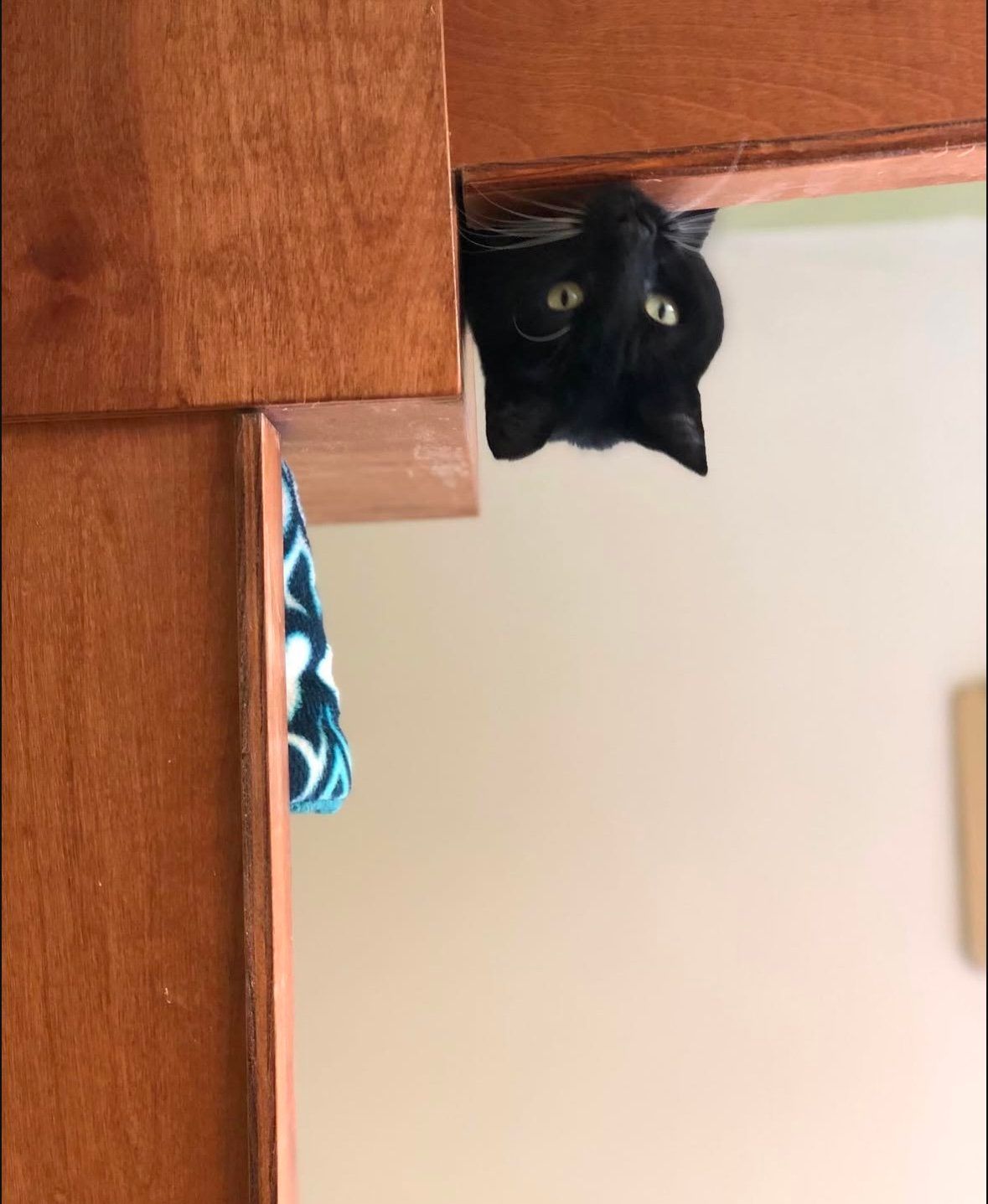 A black cat is hanging upside down from a wooden beam