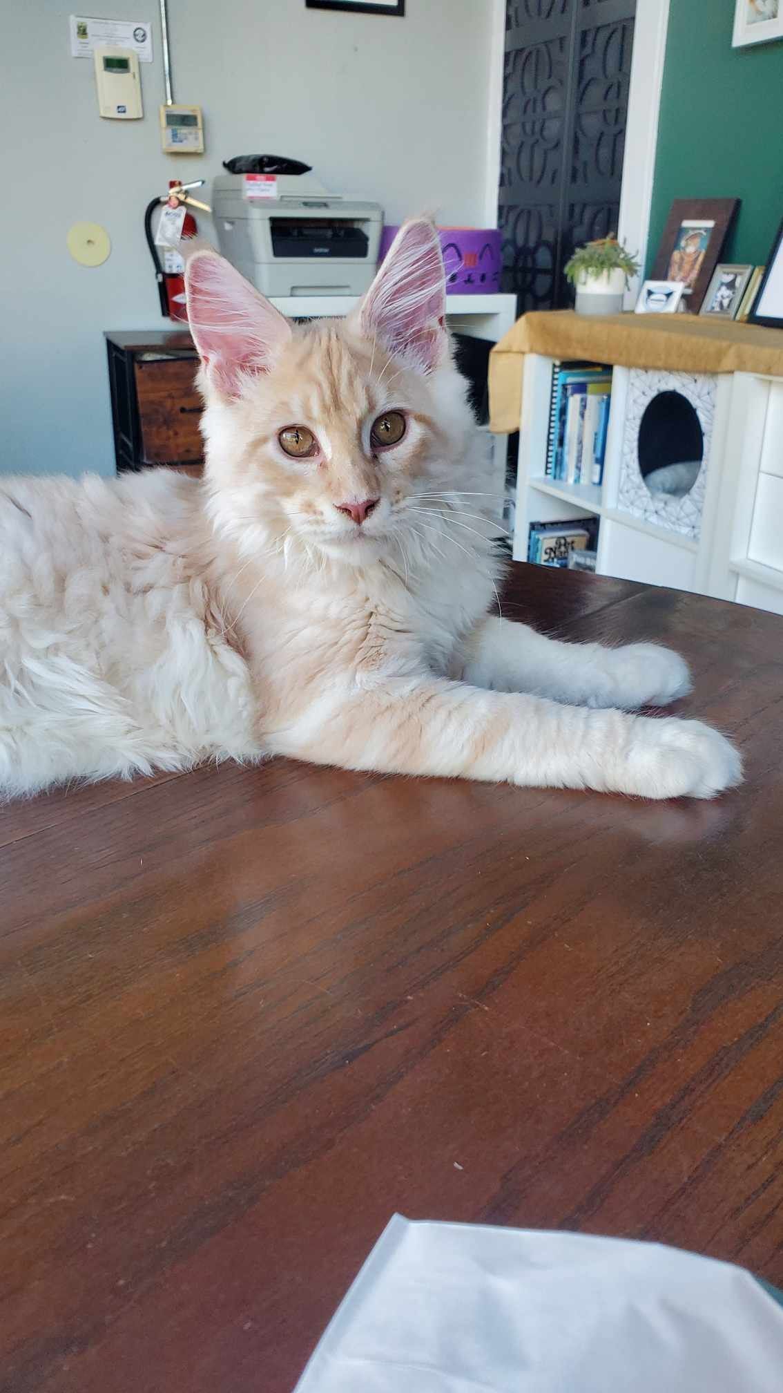 A cat is laying on a wooden table and looking at the camera