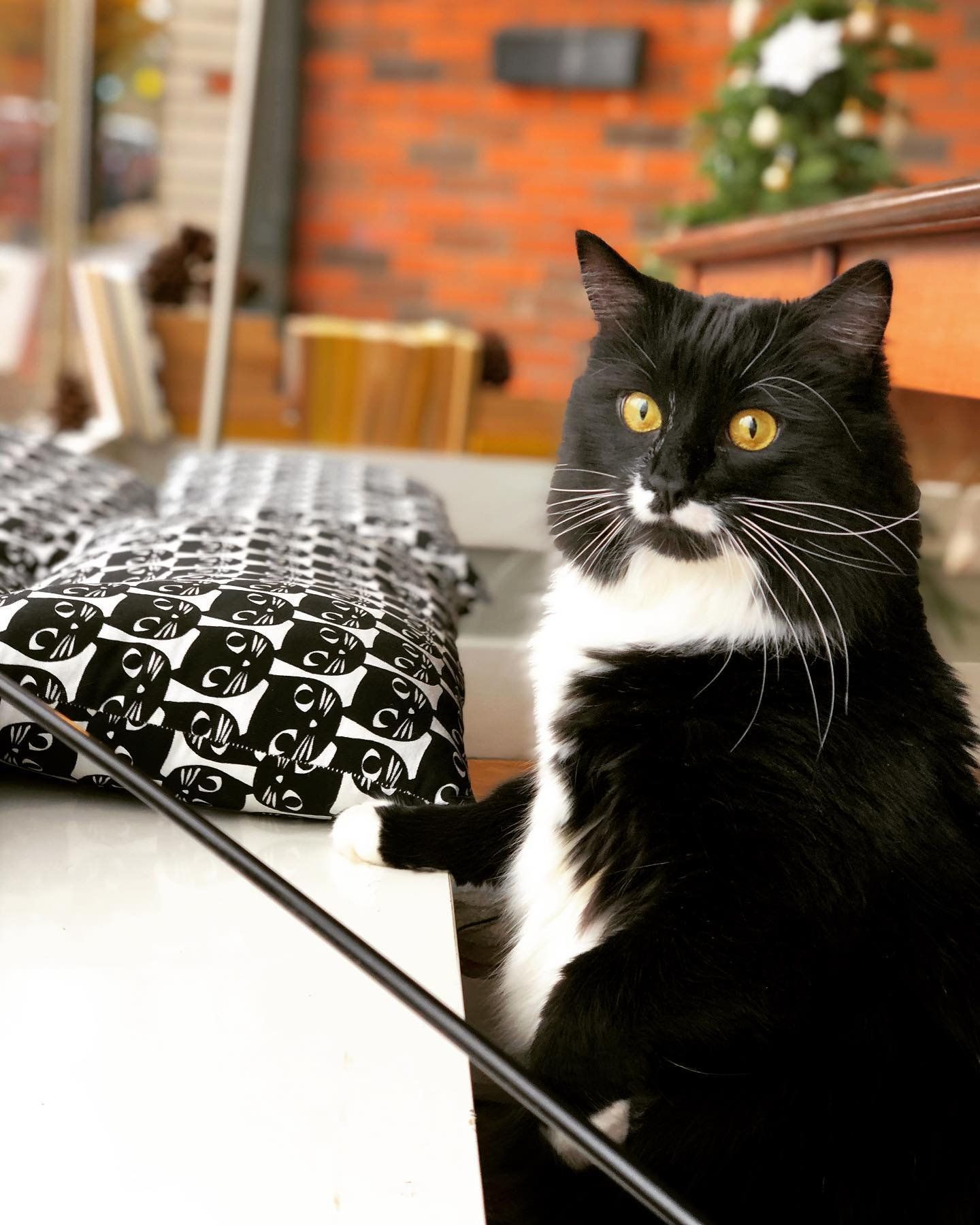 A black and white cat is sitting in front of a laptop computer