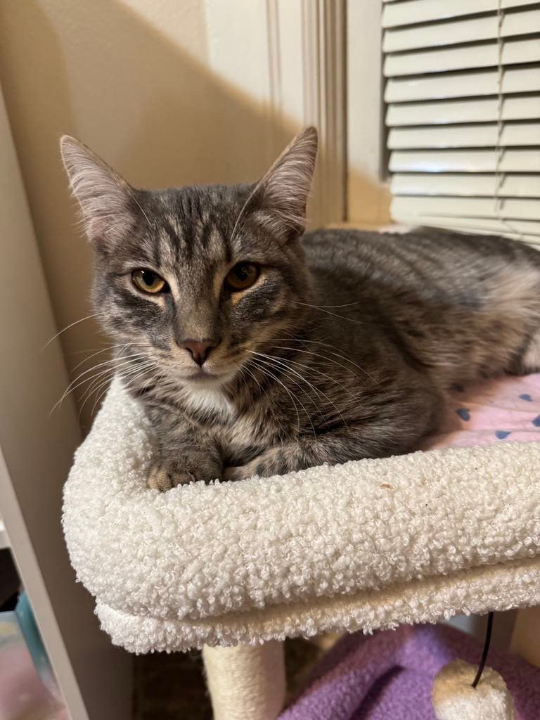 A cat is laying on top of a cat tree