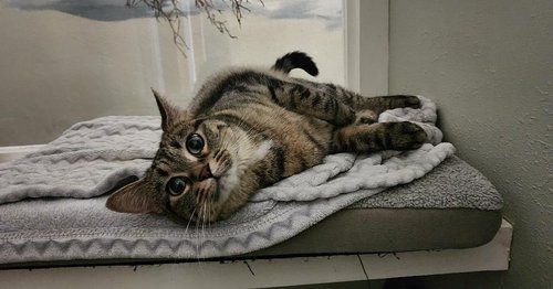 A cat is laying on a blanket on a window sill