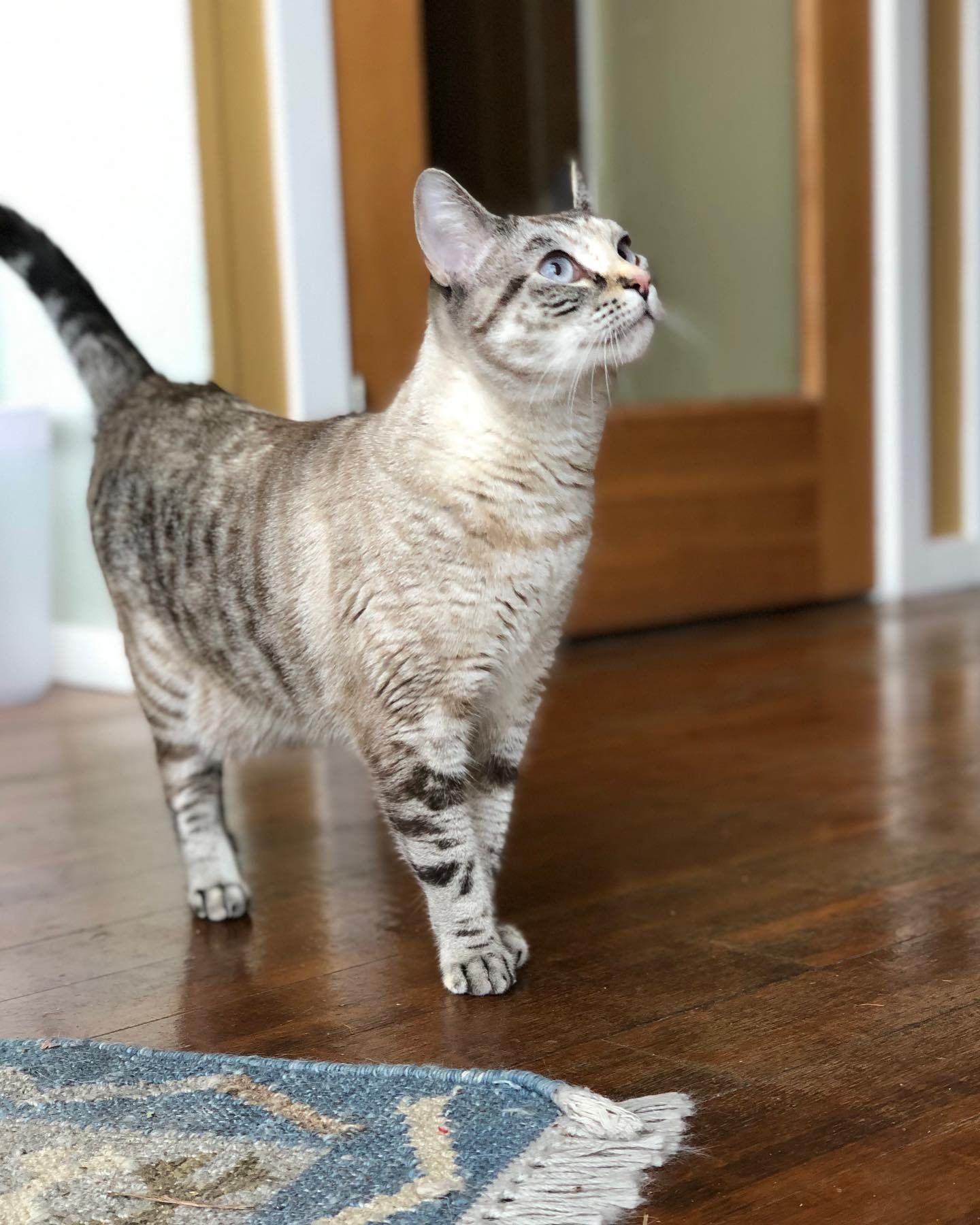 A cat is standing on a wooden floor next to a rug
