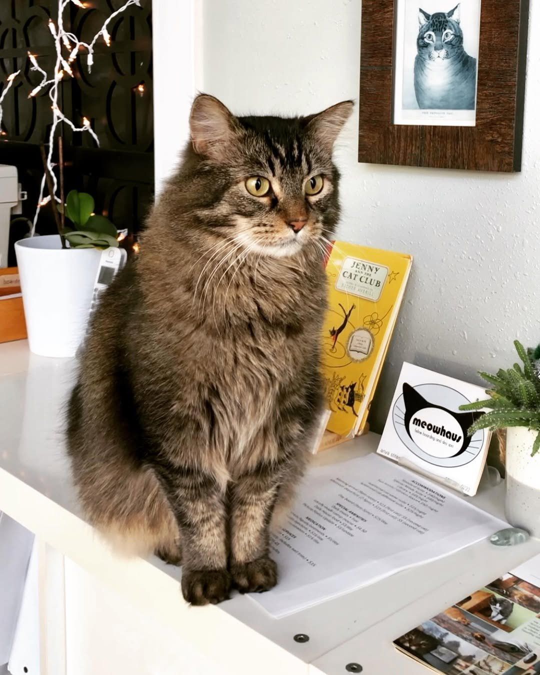 A cat is sitting on a desk next to a yellow book