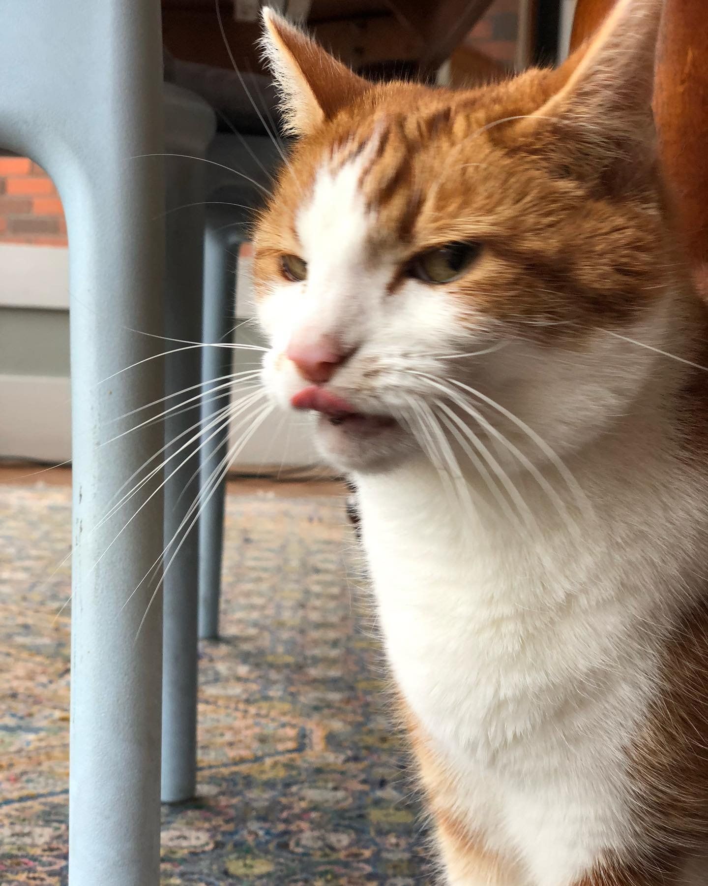 A close up of an orange and white cat sitting under a chair