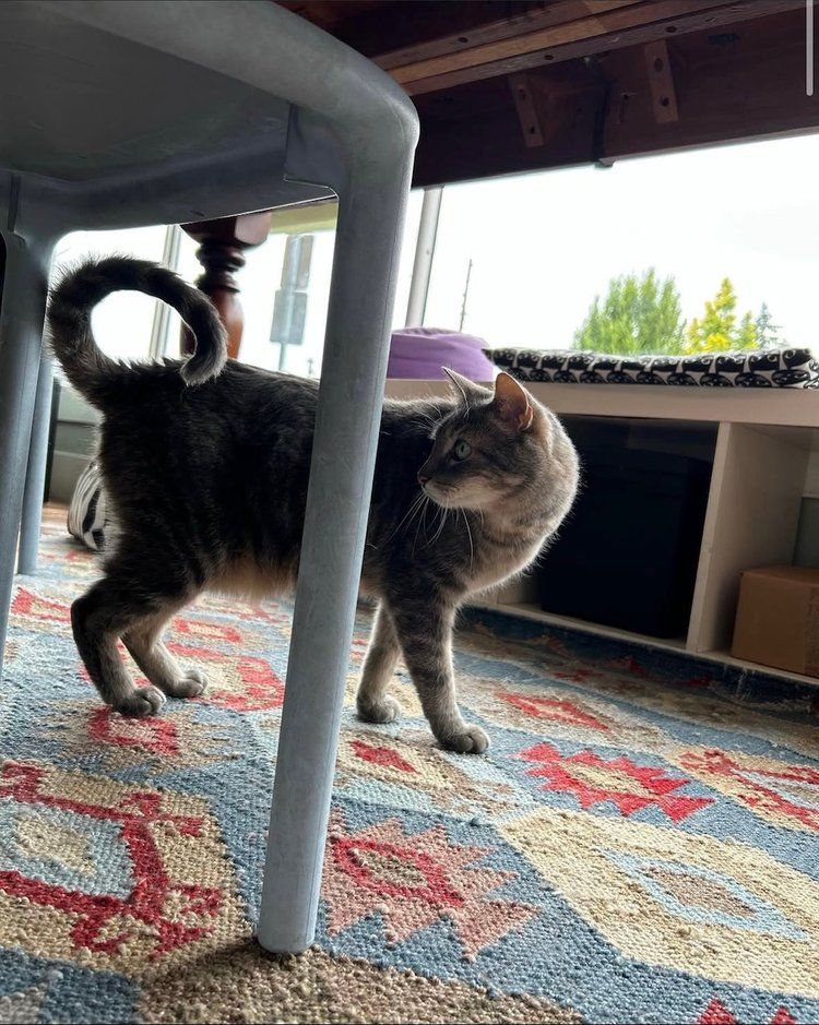 A cat is standing under a chair on a rug