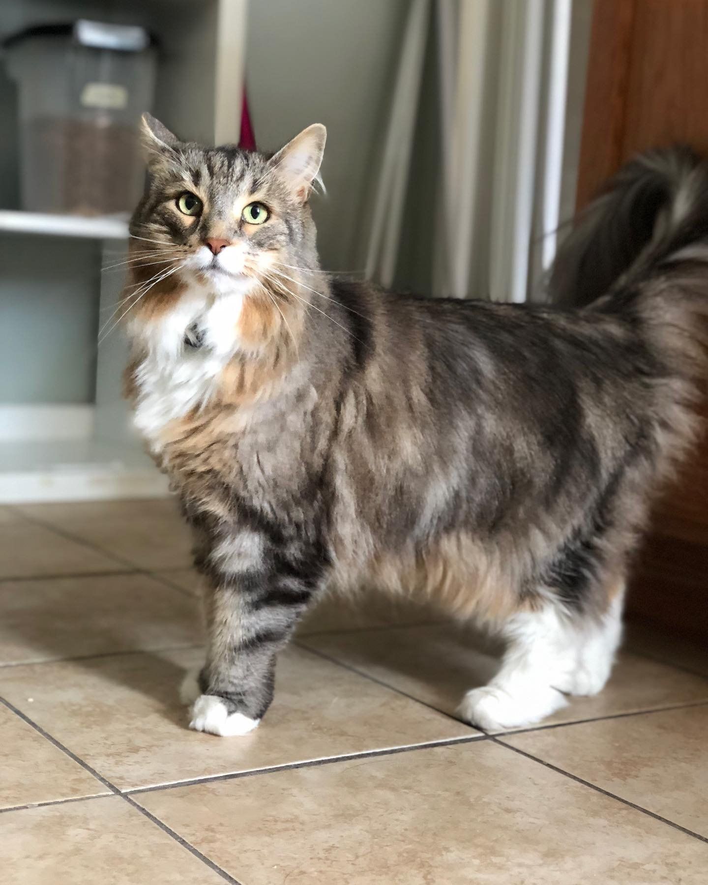 A fluffy cat is standing on a tiled floor and looking at the camera