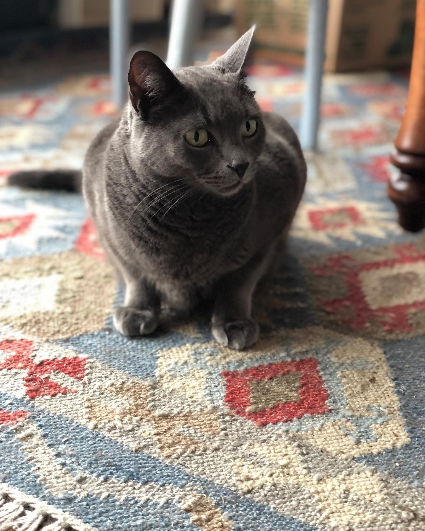 A gray cat is sitting on a rug on the floor