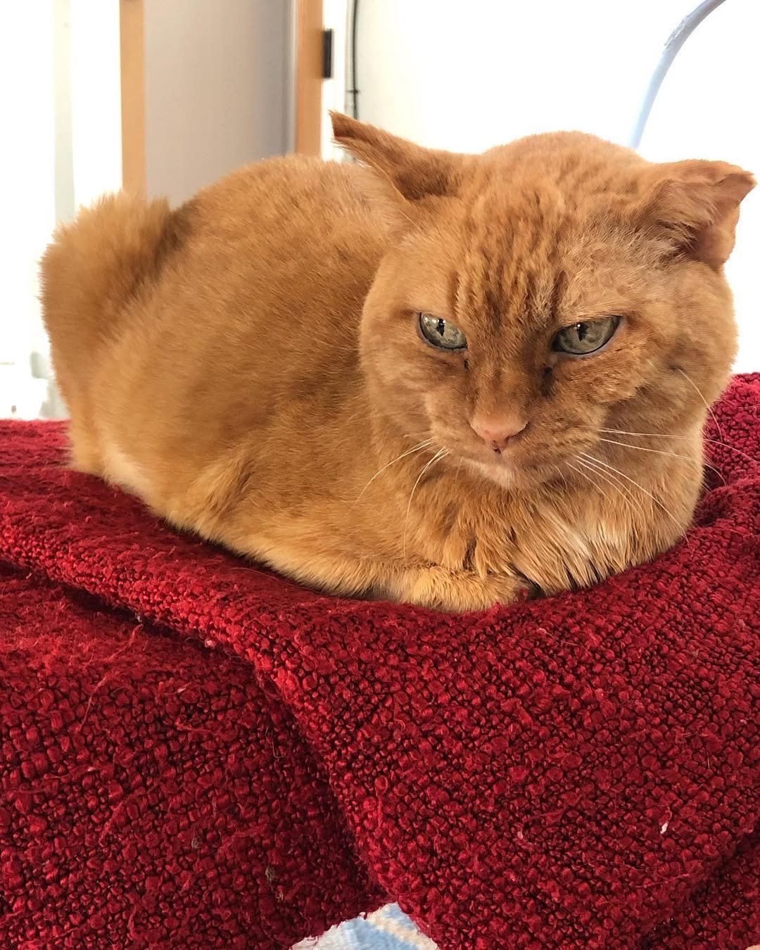 An orange cat is laying on a red blanket