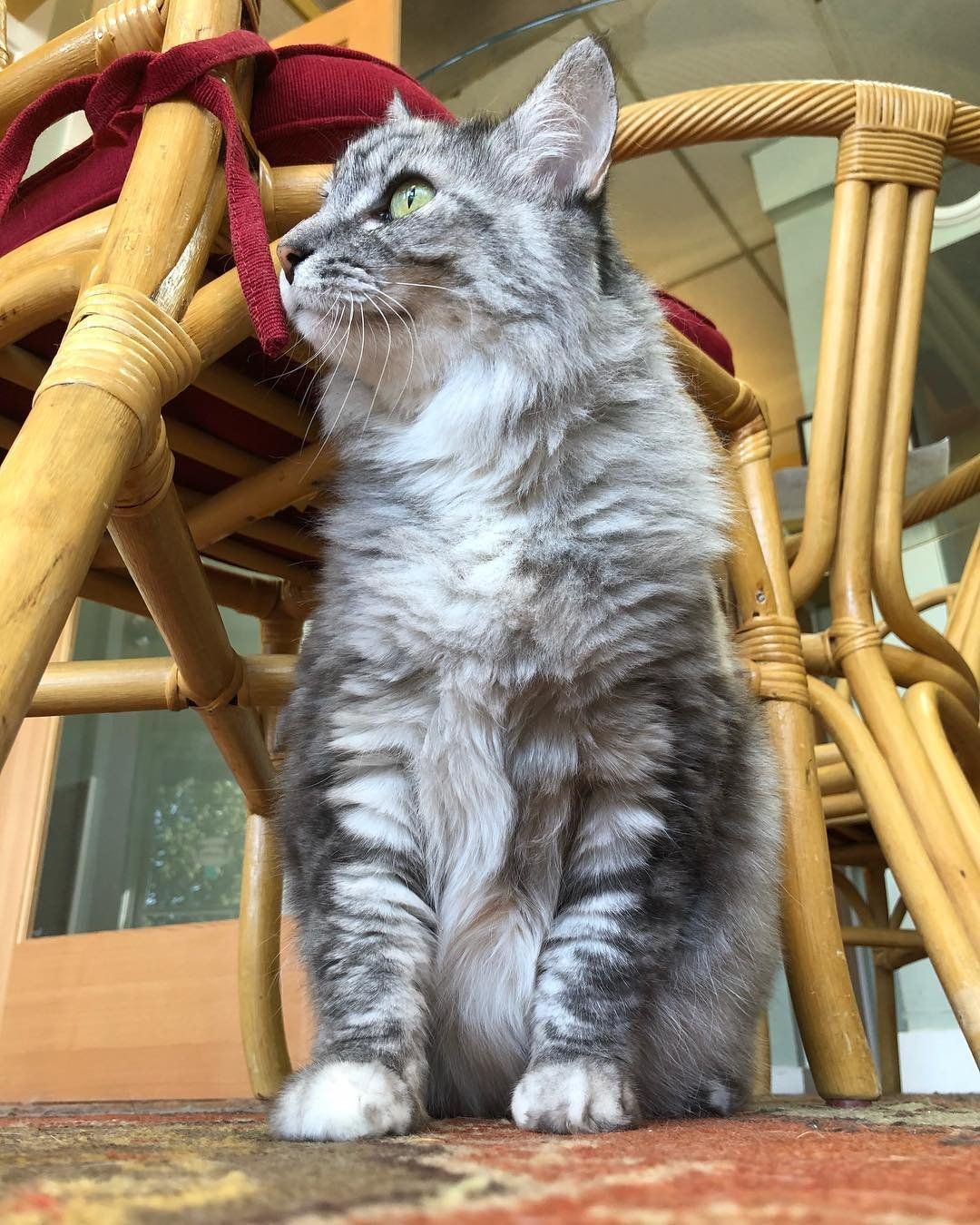A cat is sitting next to a wicker chair and looking up