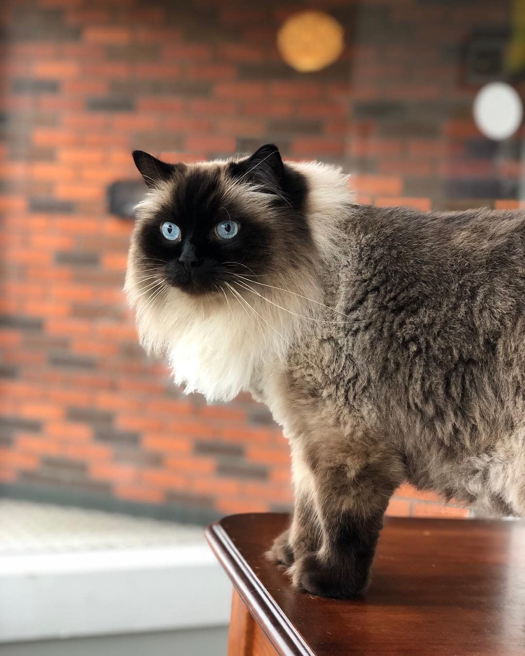 A Siamese cat is standing on top of a wooden table