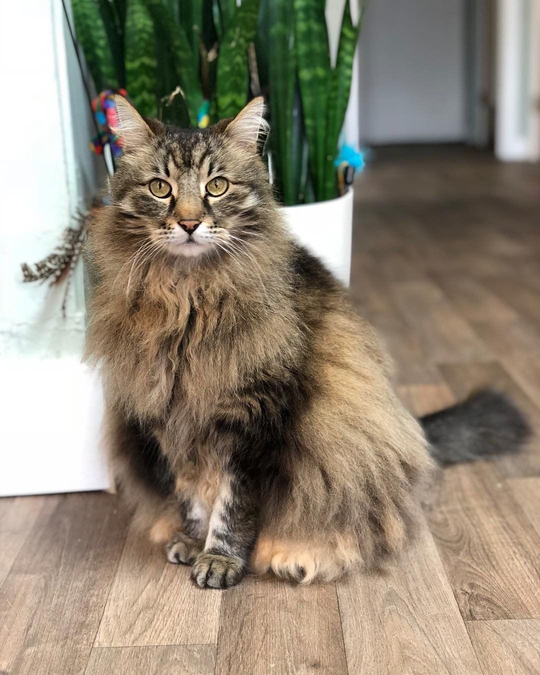 A fluffy cat is sitting on a wooden floor next to a potted plant