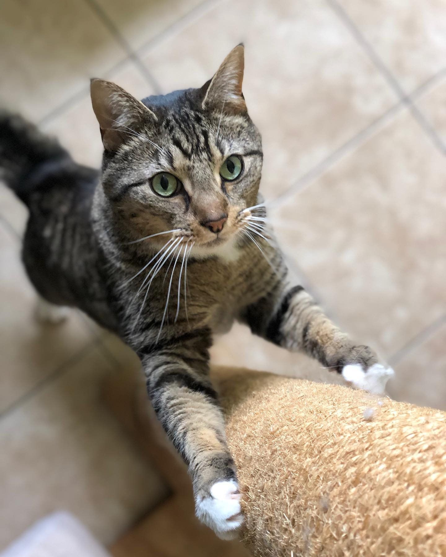 A cat is laying on a scratching post and looking up at the camera