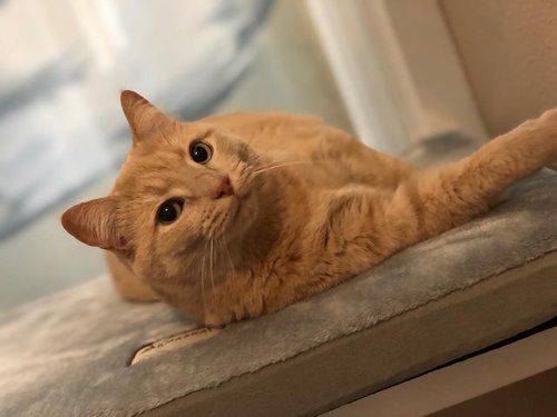 A cat is laying on a blanket on a window sill