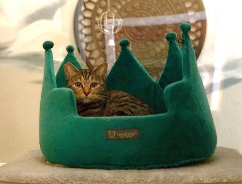 A cat is laying in a green crown shaped bed