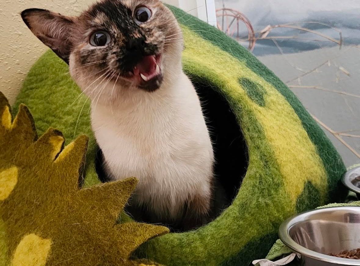 A cat is sitting in a green and yellow cat bed