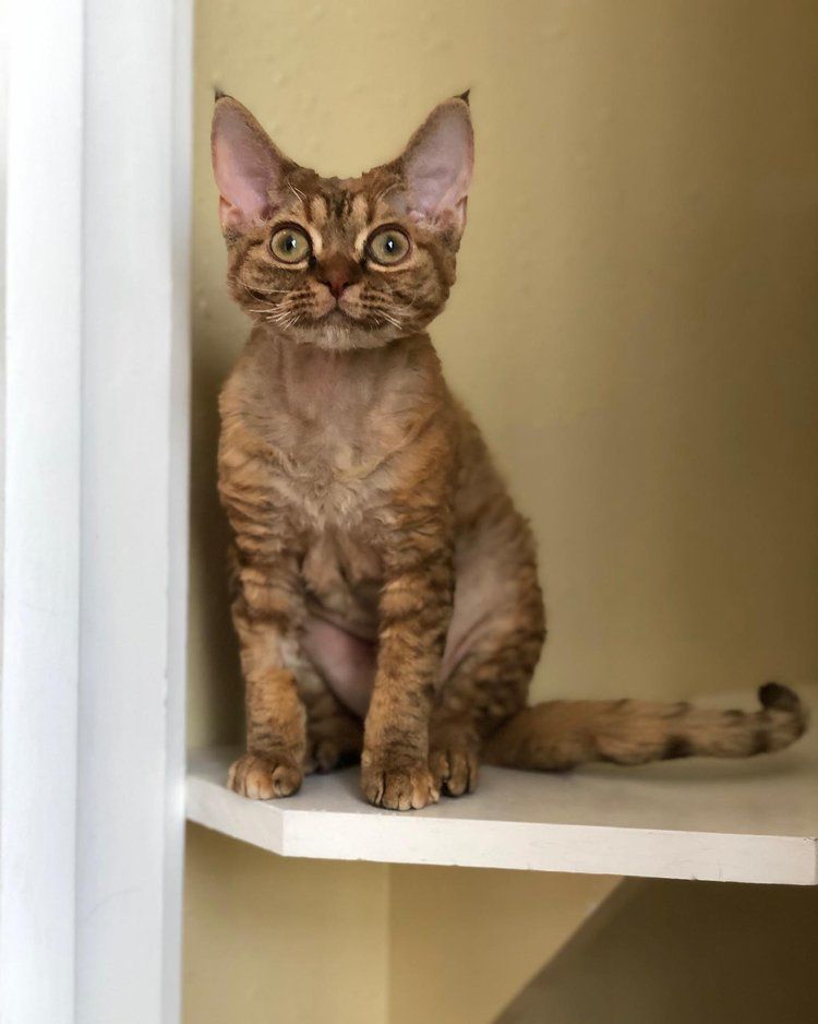 A cat is sitting on a white shelf and looking at the camera