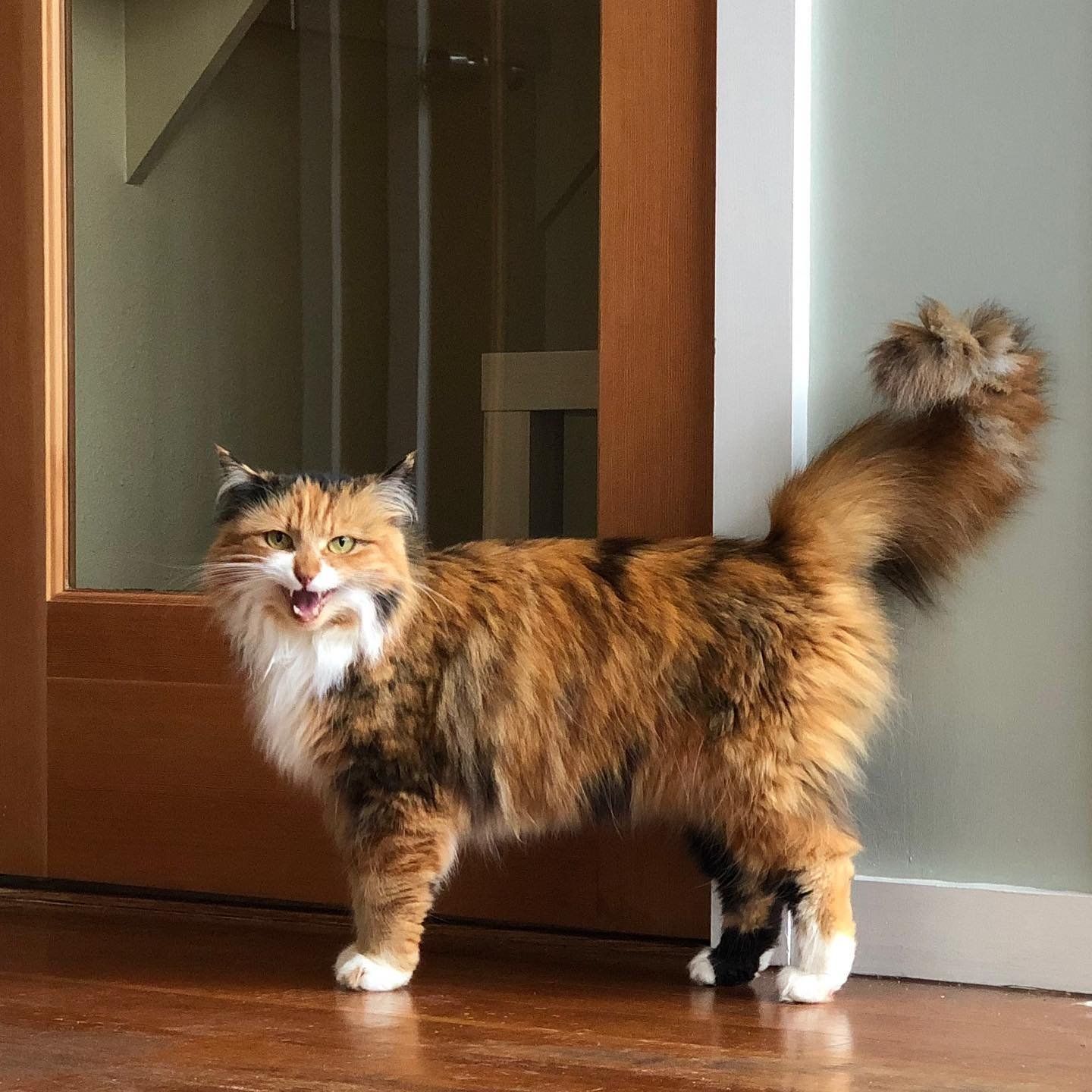 A cat is standing in front of a door with its mouth open