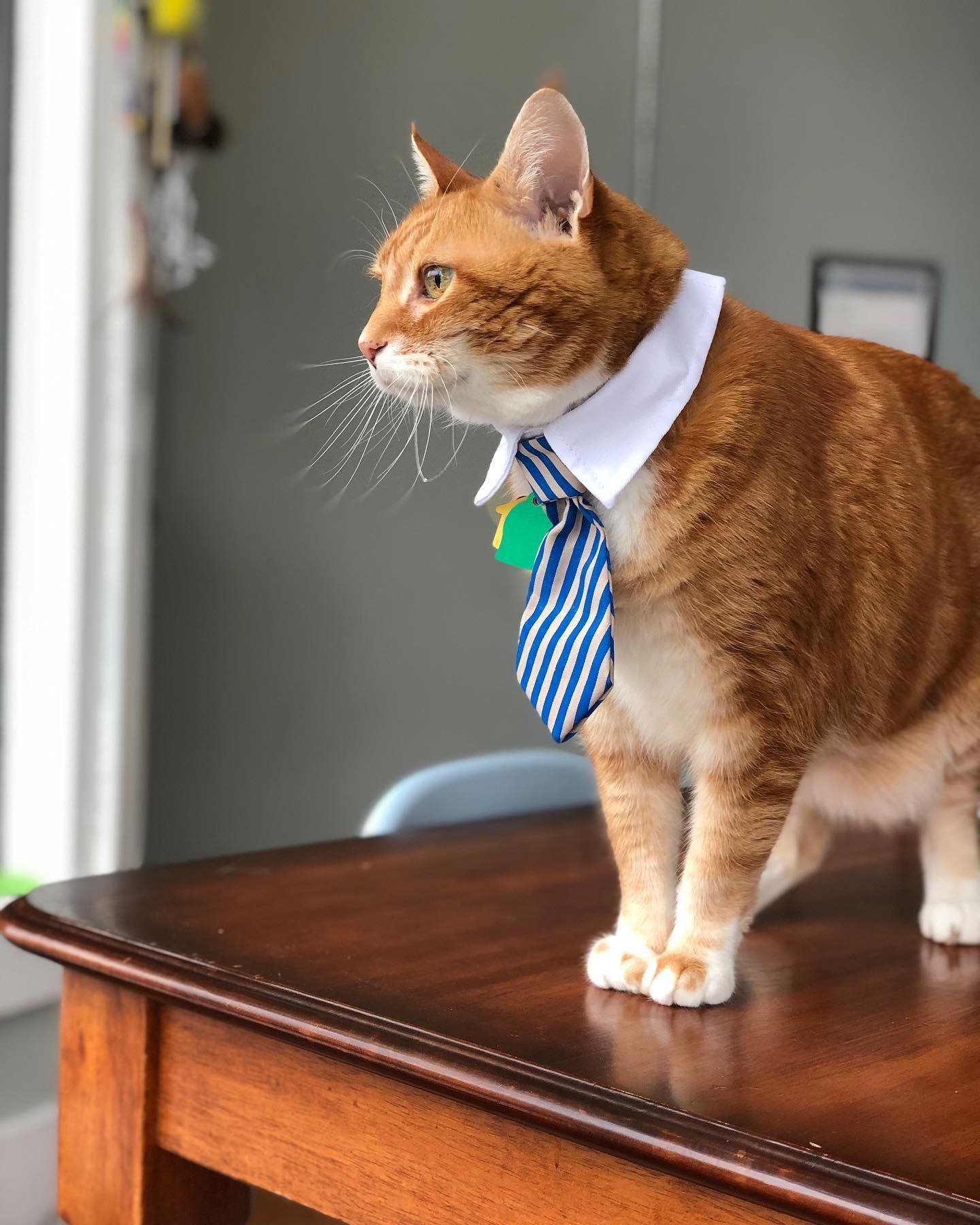 A cat wearing a collar and tie is standing on a wooden table