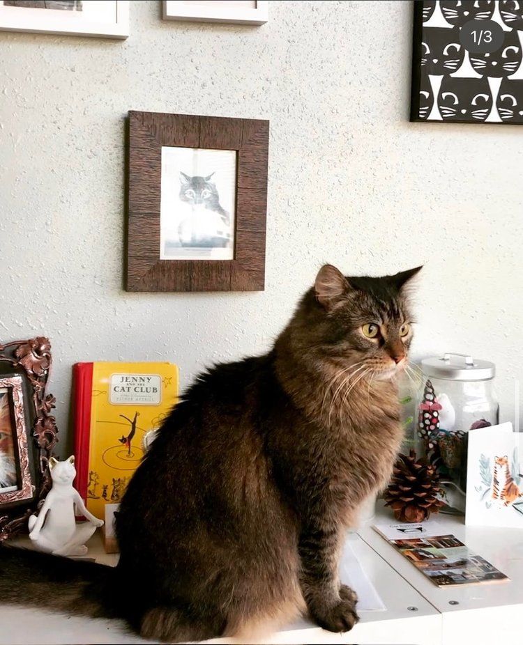 A cat is sitting on a table next to a book called fluffy cats