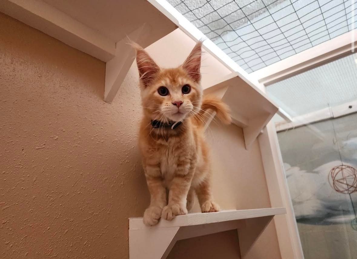A kitten is sitting on a shelf in a room