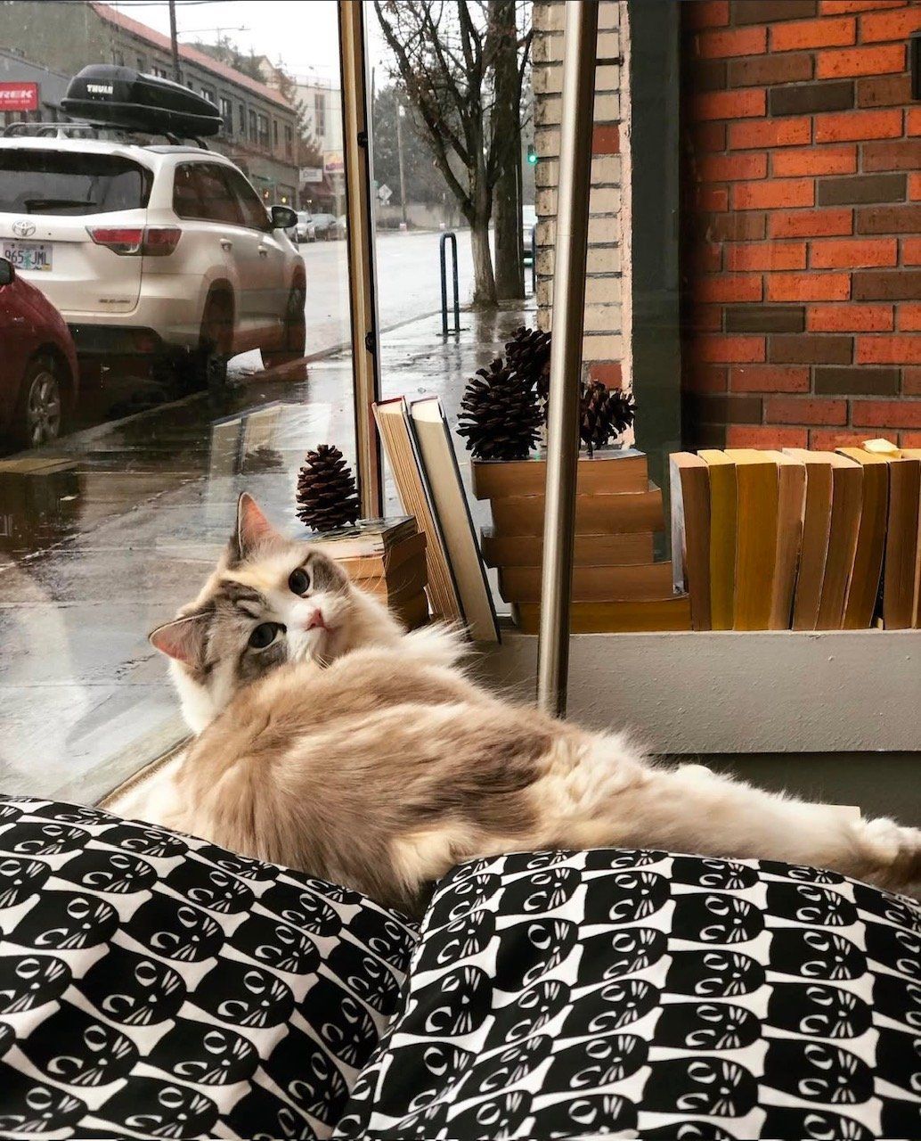 A cat is laying on a pillow in front of a window