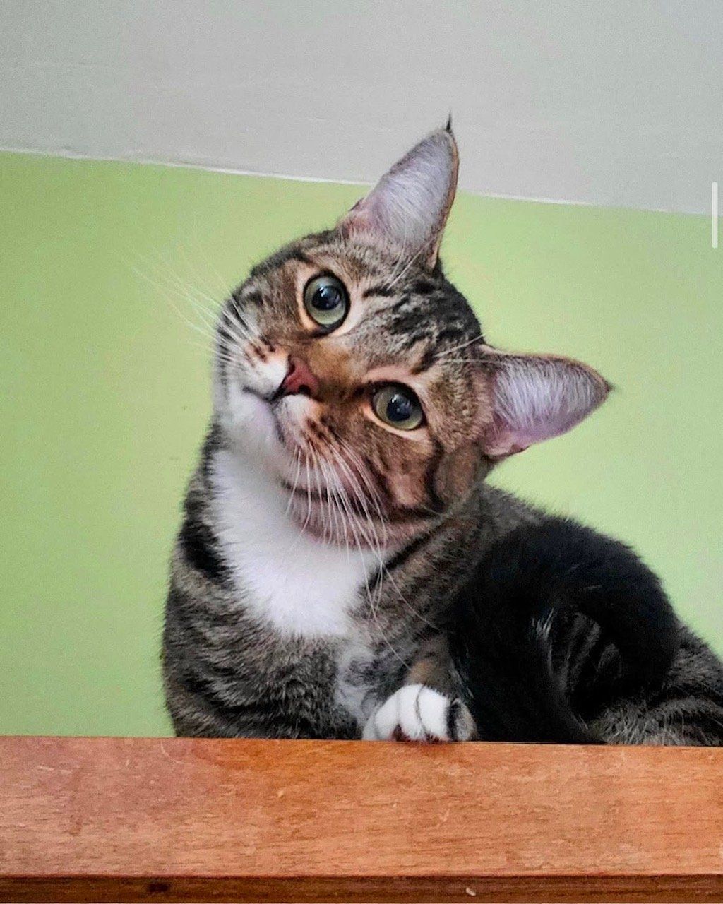 A cat is sitting on a wooden shelf and looking up at the camera