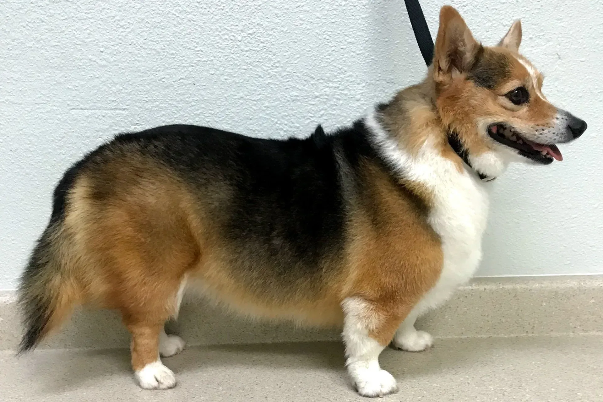 A brown and white dog is standing next to a wall on a leash.