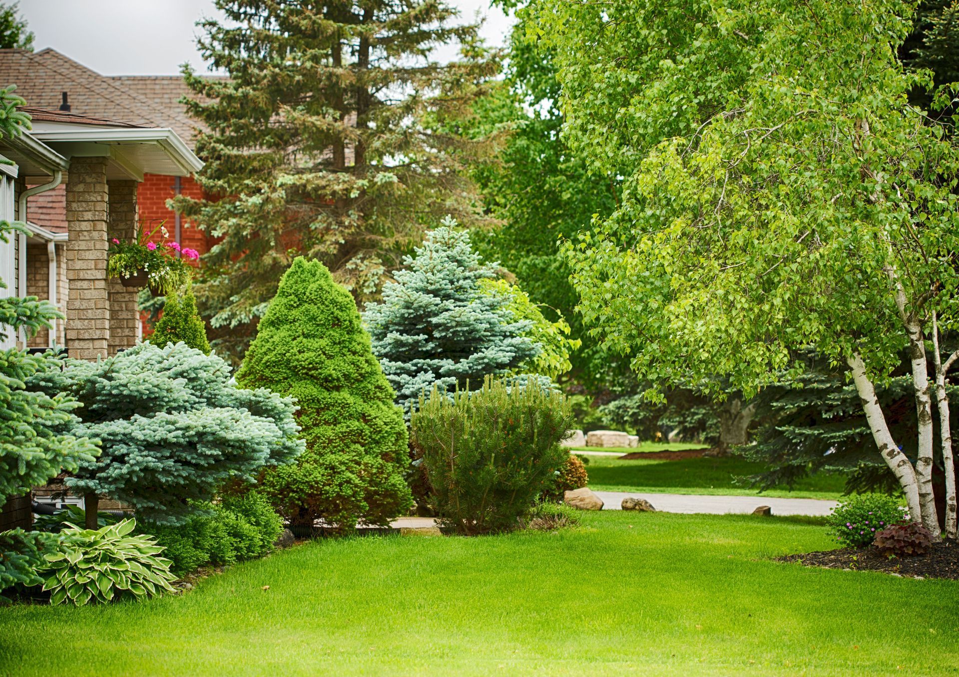 A well-manicured front lawn with various evergreen trees, shrubs, and a paper birch tree next to a stone house facade.