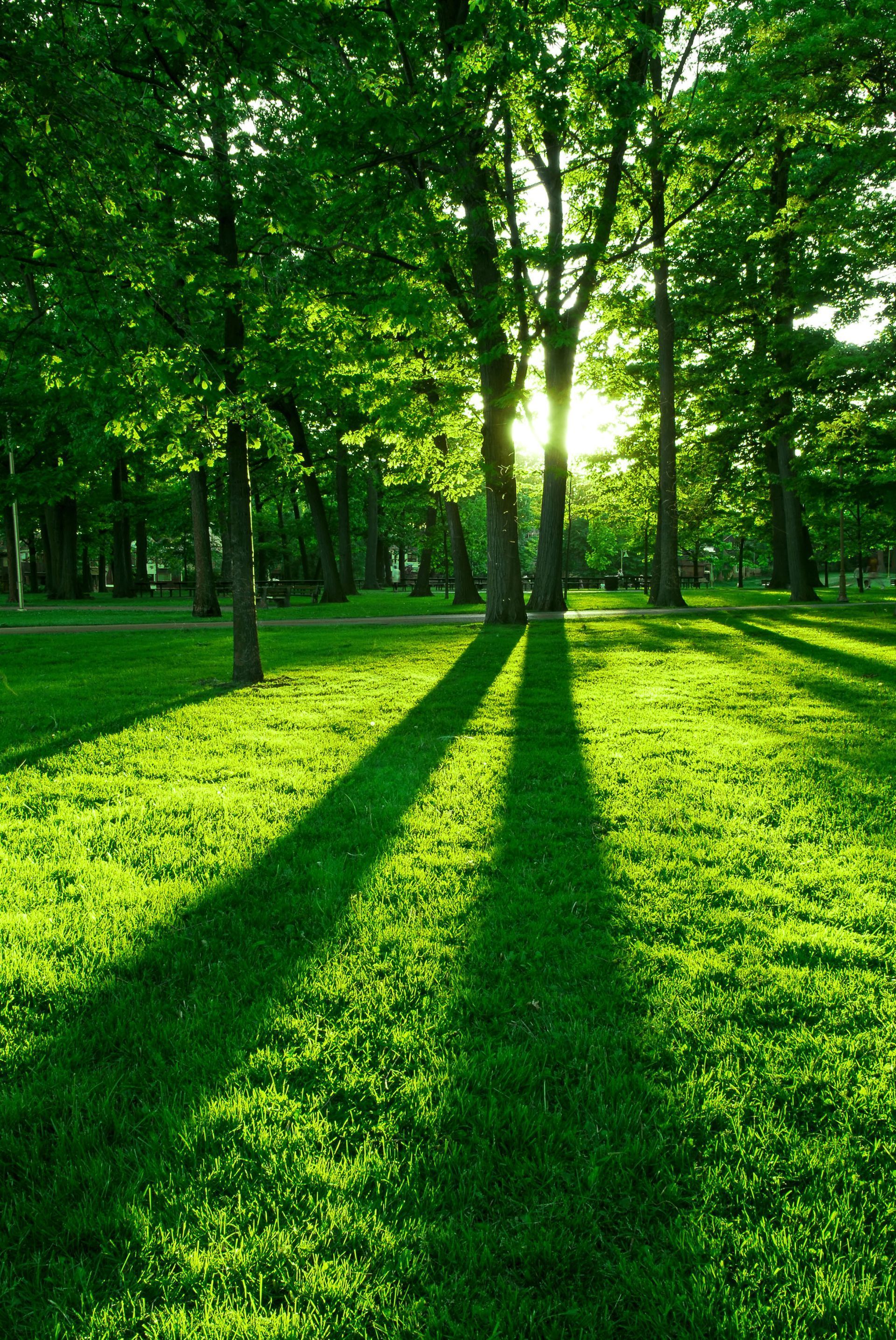 Sunlight streams through trees in a lush, green park, casting long, dramatic shadows across the grass.