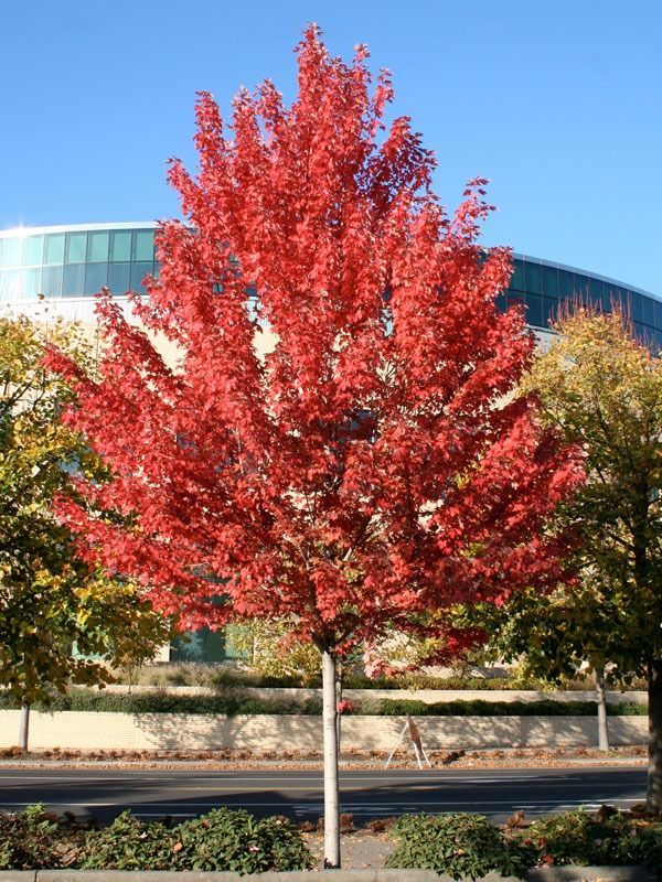 A bright red maple tree standing in an urban landscape under a clear blue sky.